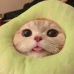 Napsik Nayman Profile Picture