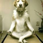 blesseddog Profile Picture