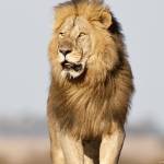 Darius steav Profile Picture