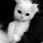 Zoey Profile Picture