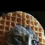 Frank Stegner Profile Picture